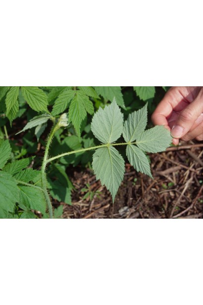 Темно-зелене зморшкувате листя малини Ярославна